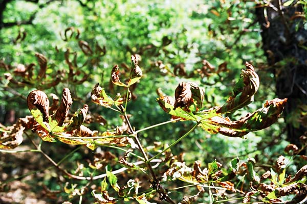 Face on the Leaf